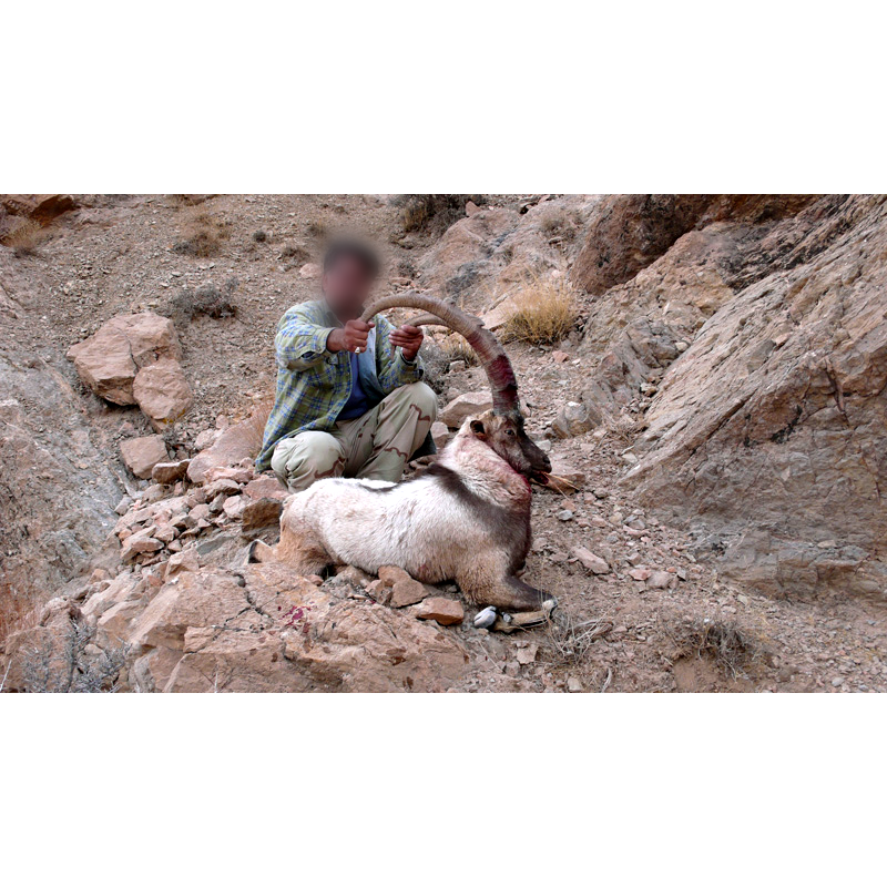 Persian desert ibex trophy and hunter in Iran - chasse au bouquetin