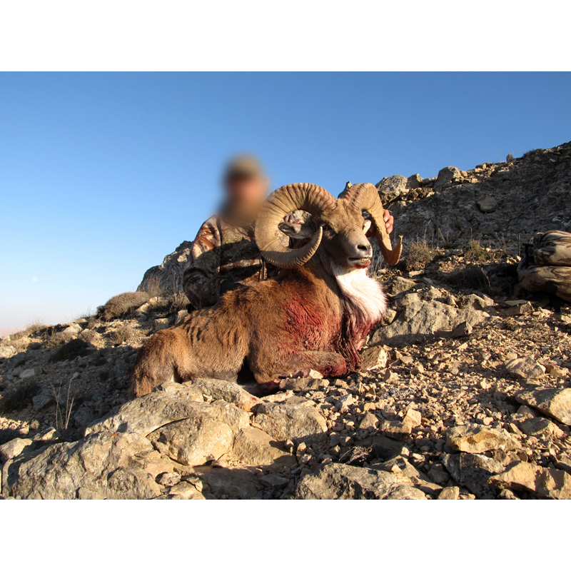 trans Caspian urial trophy hunted in Iran  -urial transcaspien