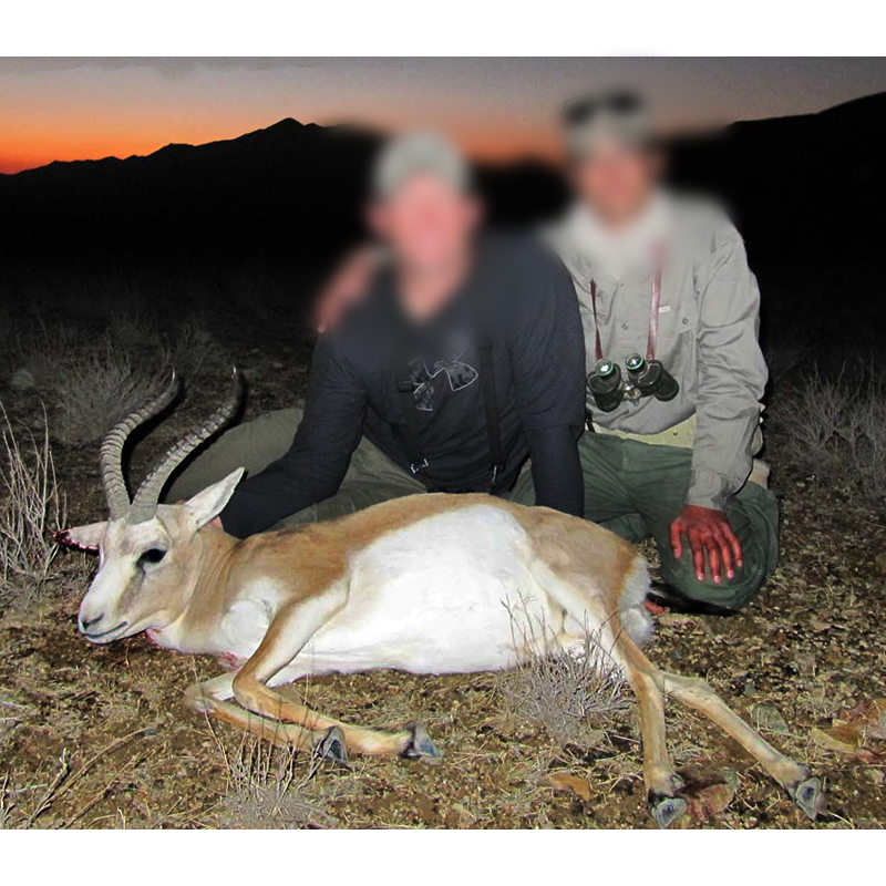 goitered gazelle hunt in Iran - chasse à la gazelle à goitre