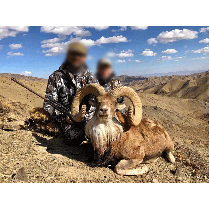 Hunt in Iran for Afghan Urial - Chasse à l'Urial d'Afghanistan en Iran