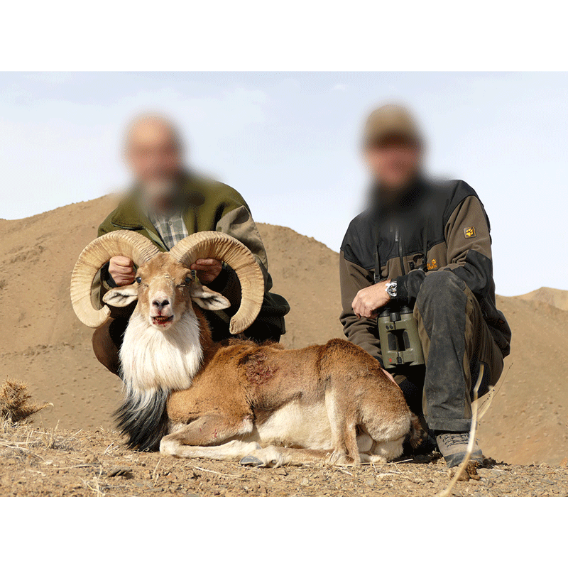 Beautiful Afghan Urial trophy hunt in Iran