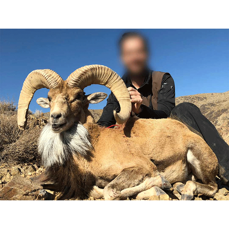 Transcaspian Urial hunt in Iran - Chasse en Iran pour l'Urial Transcaspien