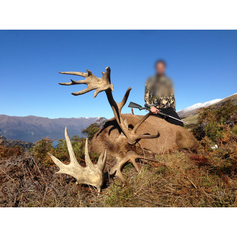 beau trophée de cerf chassé en Nouvelle-Zélande