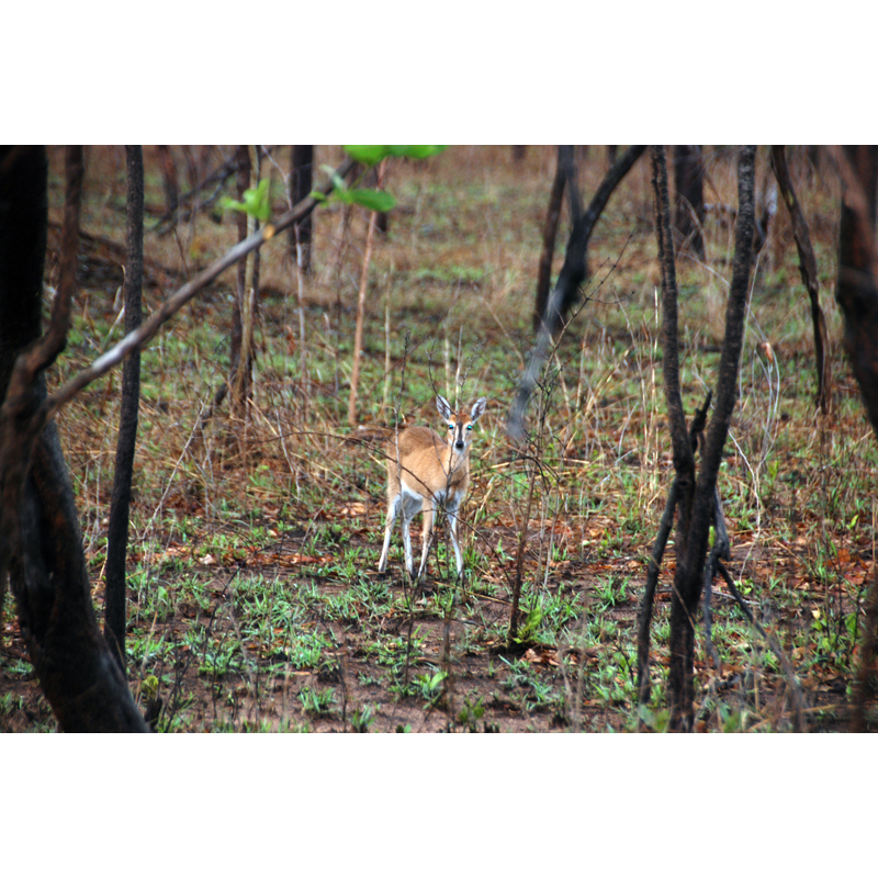 Pris sur la zone de chasse