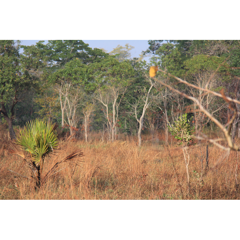 Savane d'Afrique Australe