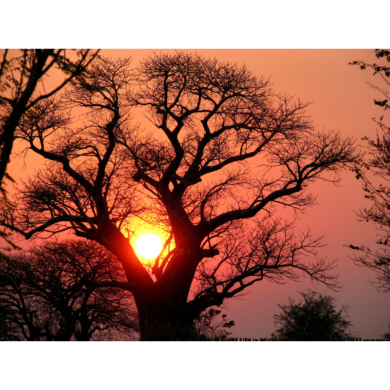 Dans la savane africaine