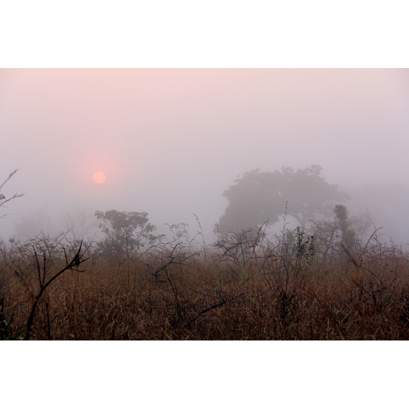 Chasse en savane en Afrique Australe