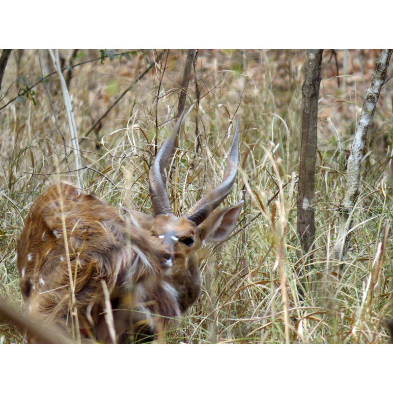 Guib sur le territoire de chasse Mozambique et Zimbabwe