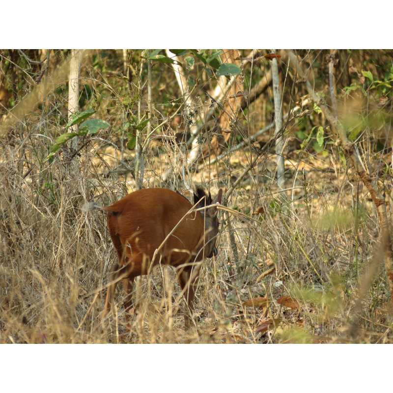 Potamochère vu sur la zone de chasse Mozambique et Zimbabwe