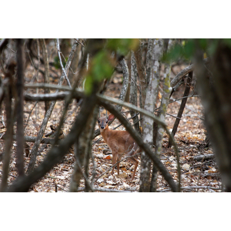 Gibier de chasse au Mozambique et Zimbabwe