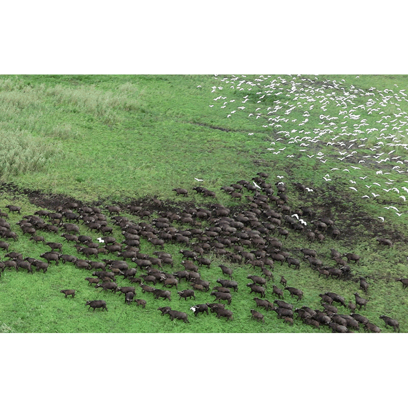 Troupeau de buffles sur la zone de Marromeu