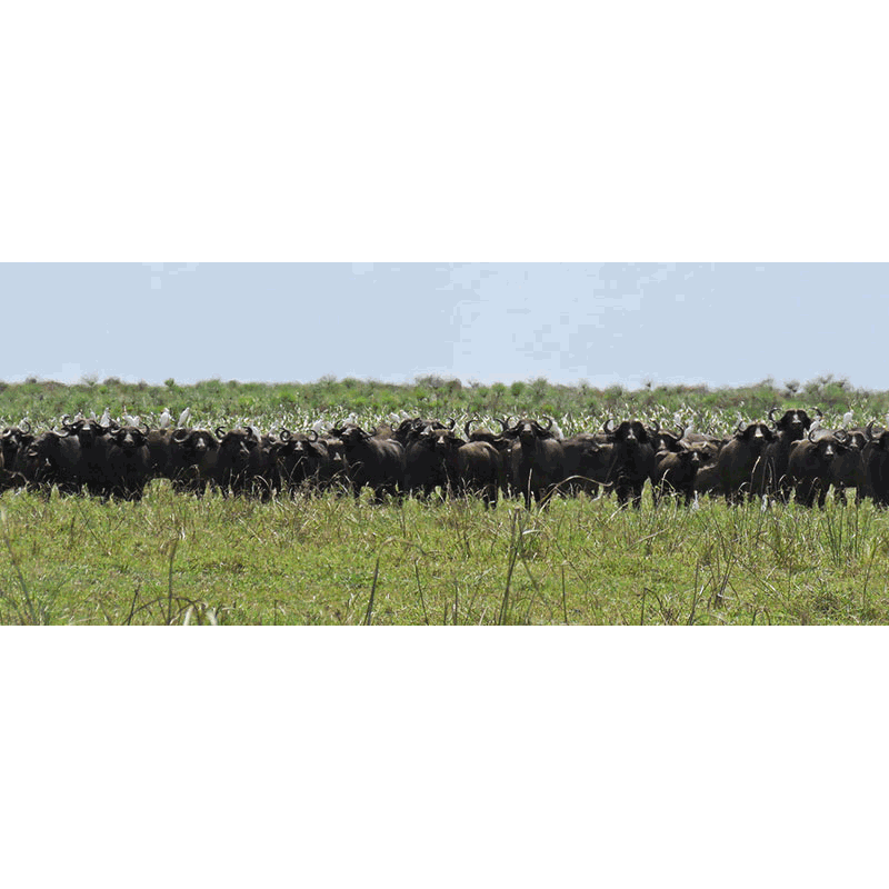 Troupeau de buffles sur la zone de Marromeu