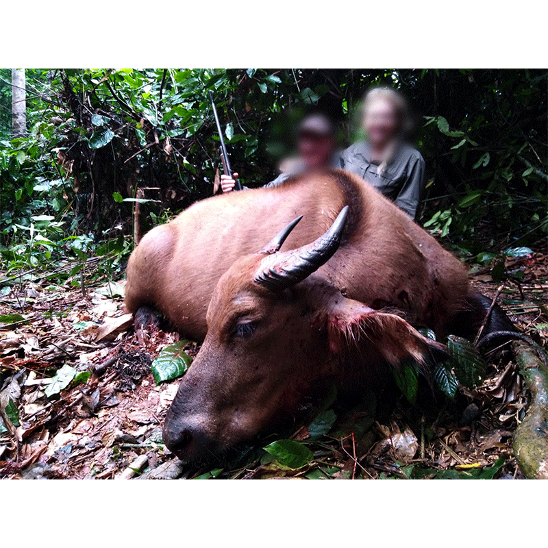 Dwarf buffalo hunted in Cameroon