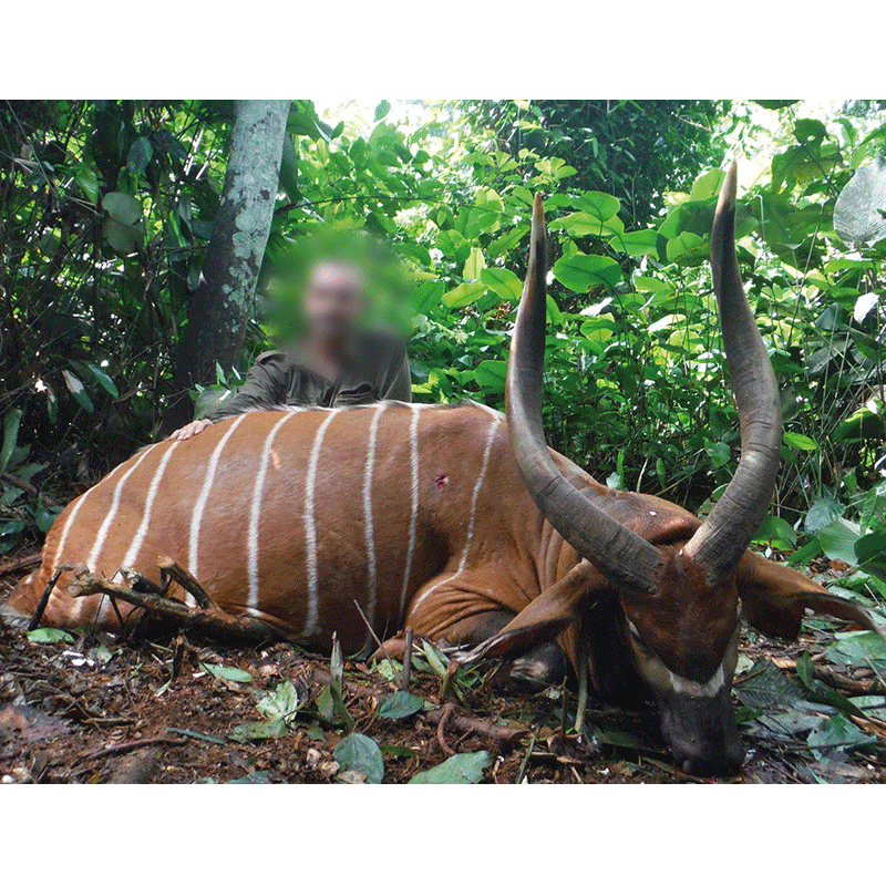 Hunter with bongo trophy in Cameroon