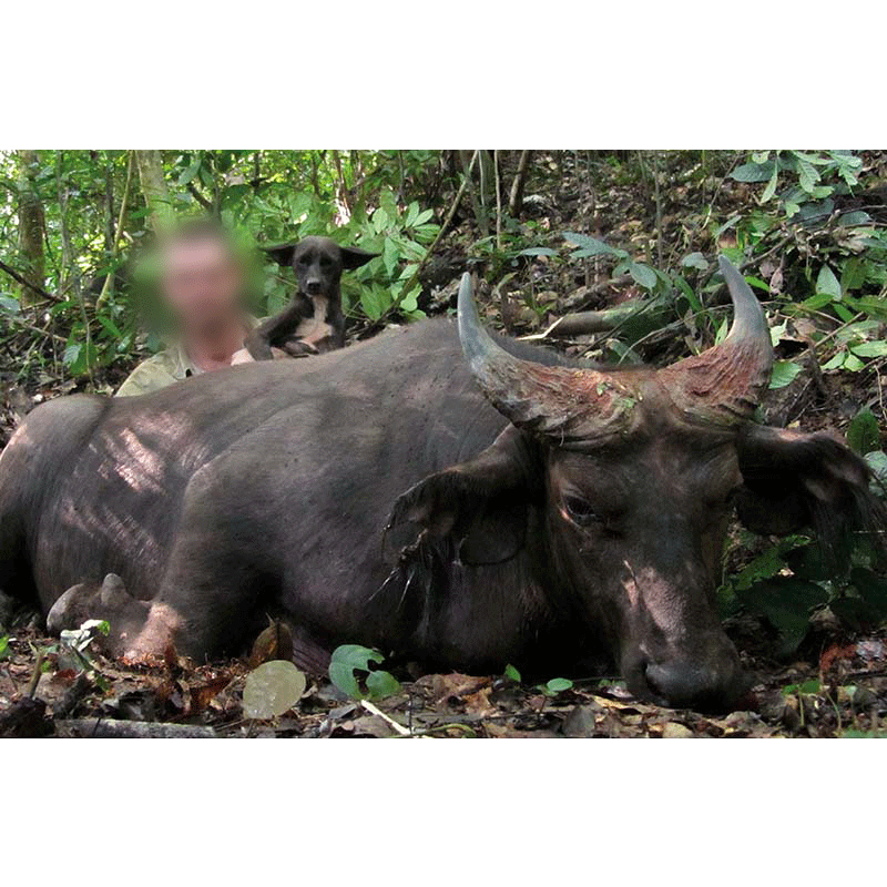 Dwarf buffalo trophy in Cameroon