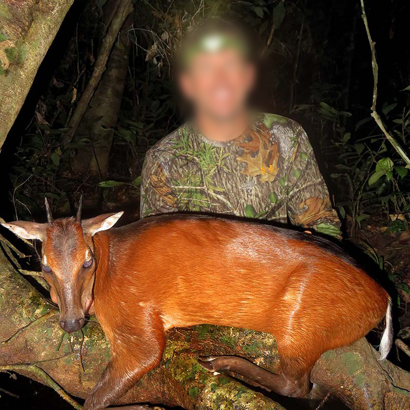 Bay duiker hunted in Gabon