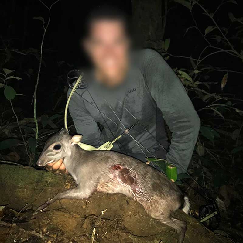 Blue duiker shot during a special hunt in Gabon, near Ivindo national park