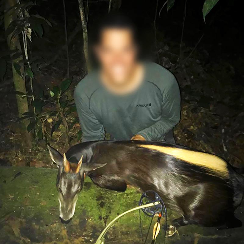 Rare species of yellow backed-duiker hunt in Gabon