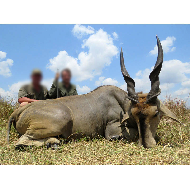 Trophée d'eland à Marromeu