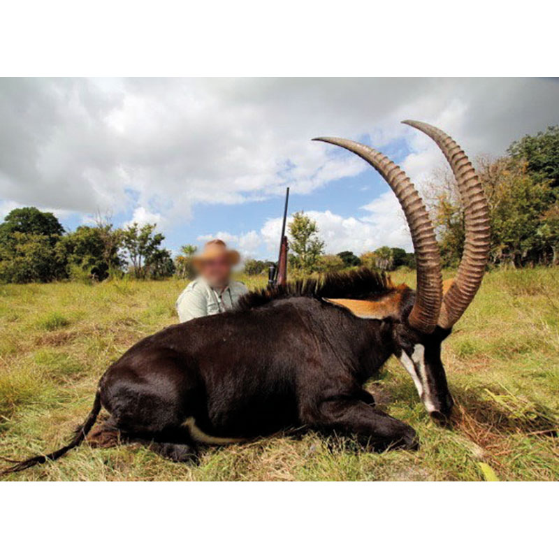 Belle antilope Sable prélevé sur la zone de chasse de Marromeu