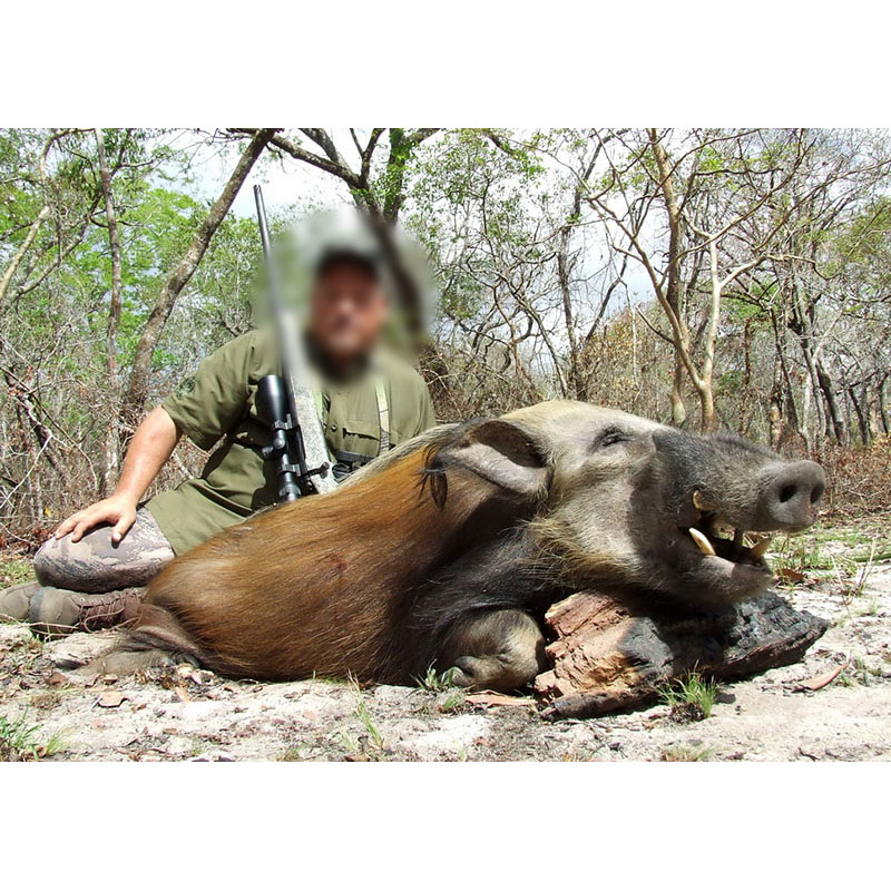 Potamochère prélevé sur le territoire de chasse de Marromeu