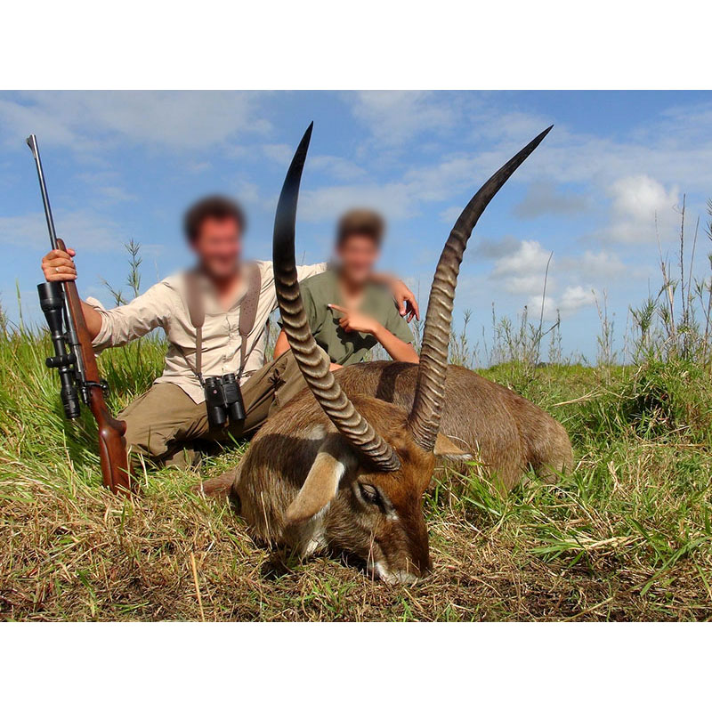 Waterbuck chassé au Mozambique