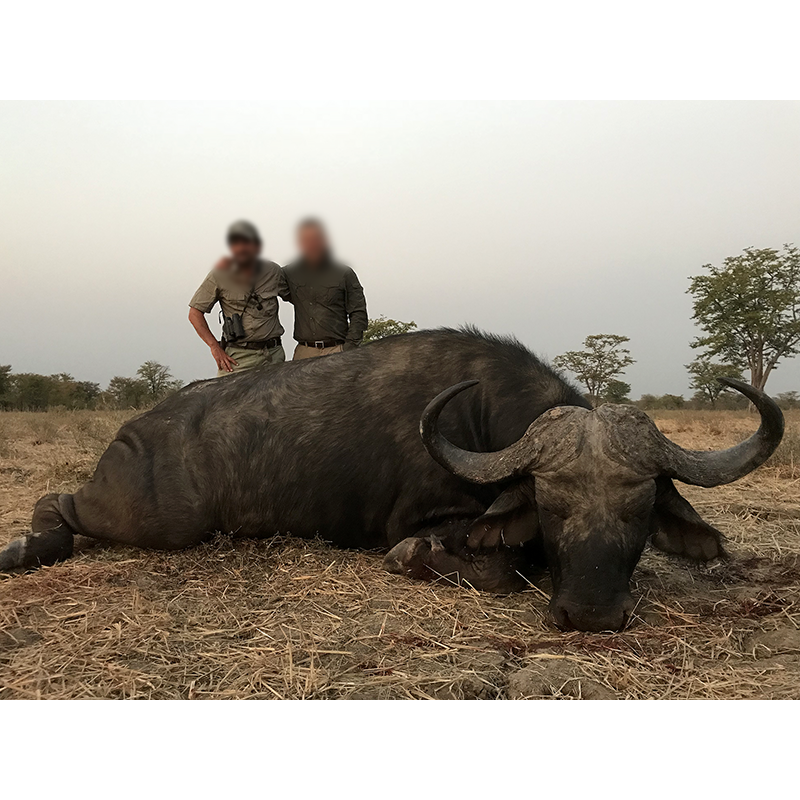 Chasseurs et leur trophée de buffle en Zambie