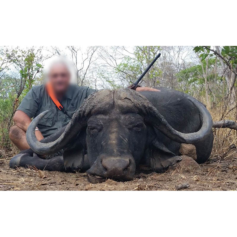 Beau trophée de buffle Caffer en Zambie