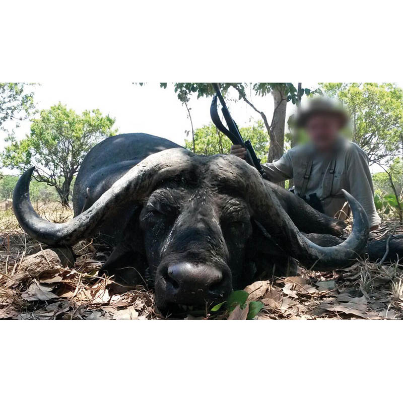 Chasseur avec son grand trophée de Buffle Caffer Caffer tiré en Zambie