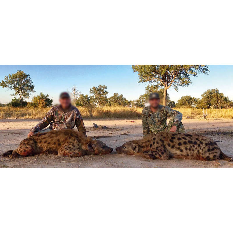 Chasseurs et leurs hyènes tirées en Zambie