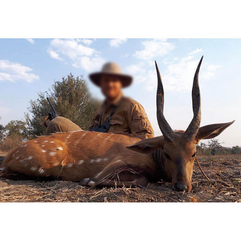 Chasse au guib en Zambie