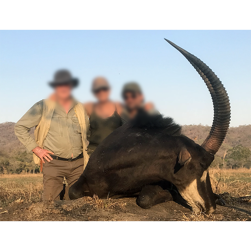 Chasse à l'antilope Sable en Zambie