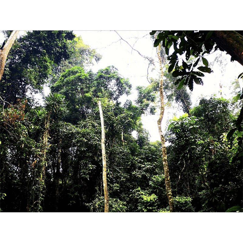 Hunting area near Kakum National Park in Ghana