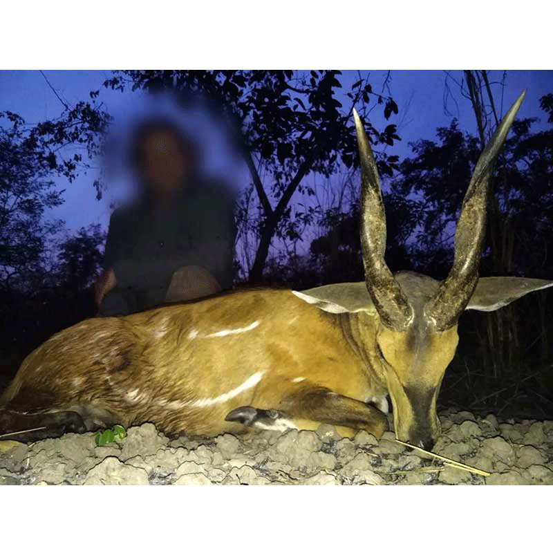 Very nice Harnessed Bushbuck shot in Mayo Rey, Cameroon - Guib Harnaché tiré au Cameroun