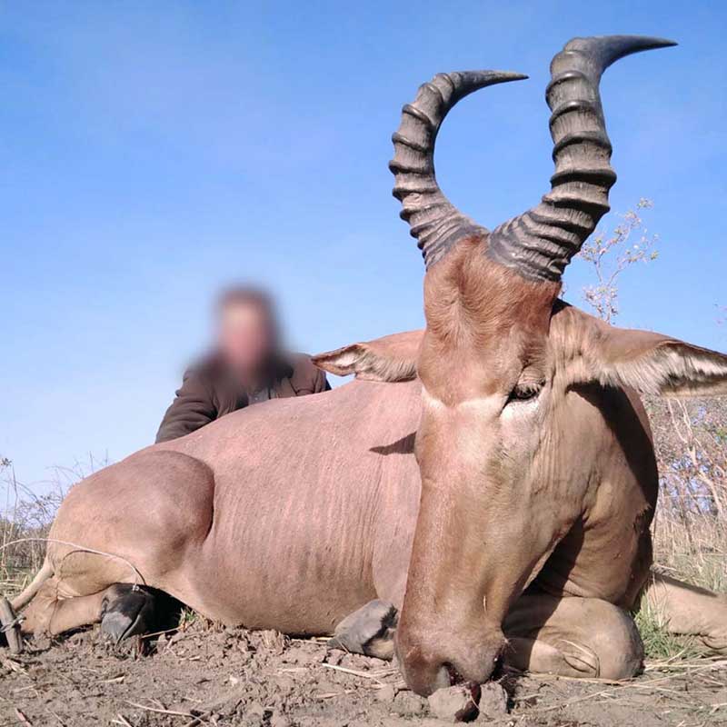 Western Hartebeest hunted on Mayo Rey area, in Cameroon in 2020 - Bubale tiré sur la zone de chasse 