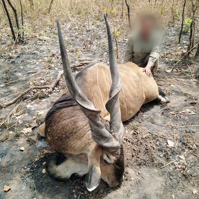 Very nice Lord Derby Eland hunt in Mayo Rey area in Cameroon in February 2020