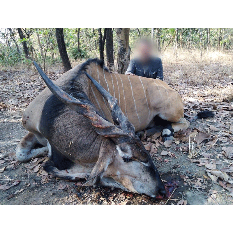 Nice Giant Eland hunt in Mayo Rey, Cameroon - Bel Elan de Derby chassé au Cameroun