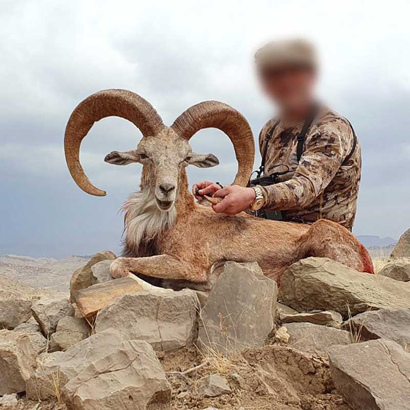 Blanford Urial trophy hunt in December in Pakistan