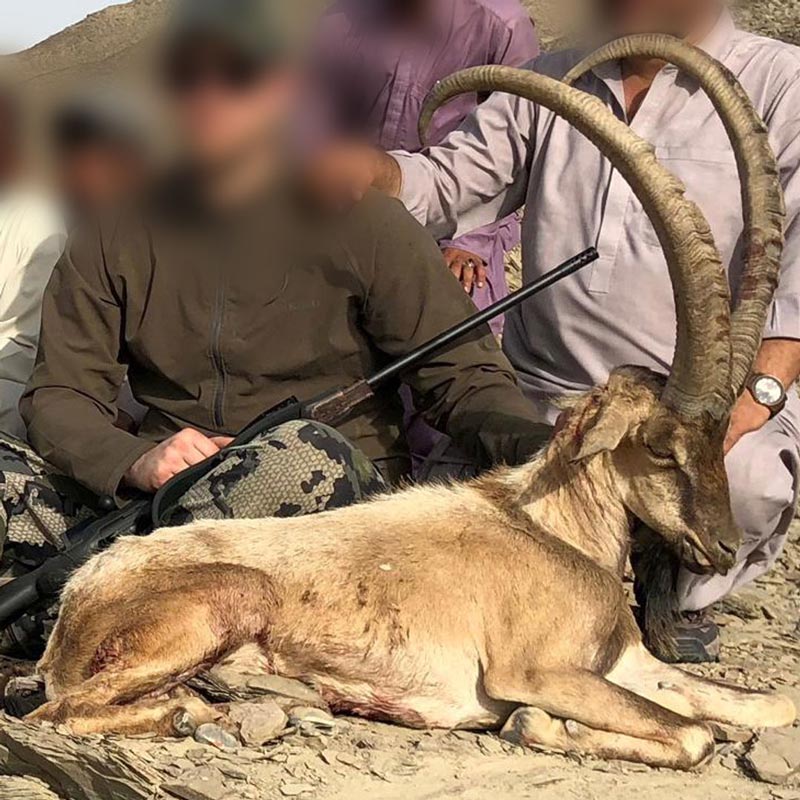 Sindh Ibex