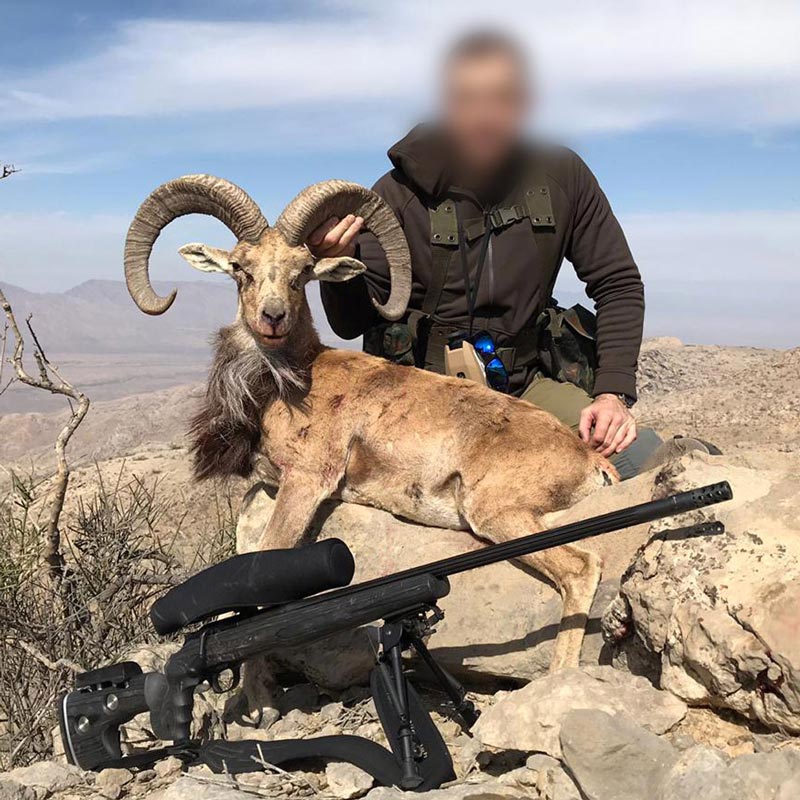 Blanford Urial 1