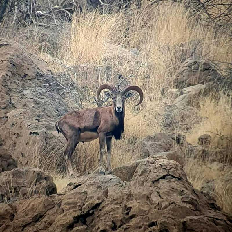 A Blanford Urial on the hunting area in the Pab Hills in Pakistan